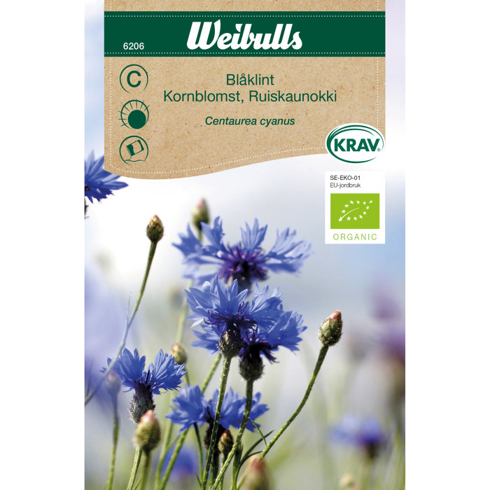 Kornblomst økologisk